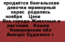 продаётся бенгальская девочка(мраморный окрас).родилась 5ноября, › Цена ­ 8 000 - Все города Животные и растения » Кошки   . Кемеровская обл.,Анжеро-Судженск г.